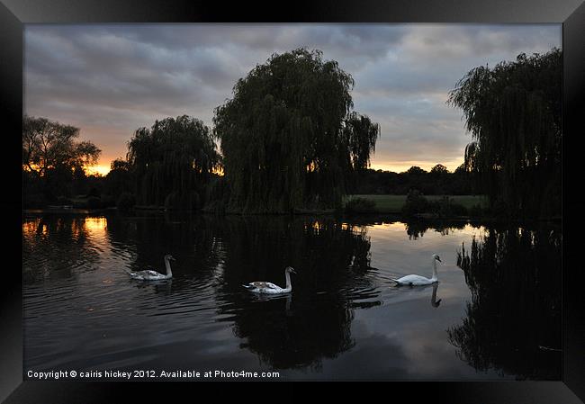 Swans at sunset Framed Print by cairis hickey