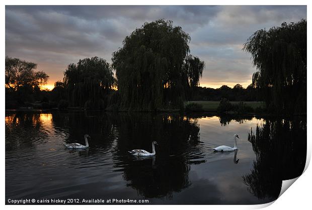 Swans at sunset Print by cairis hickey