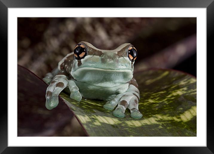Amazon Milk Frog Framed Mounted Print by Val Saxby LRPS