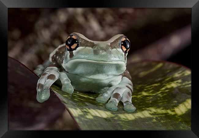 Amazon Milk Frog Framed Print by Val Saxby LRPS