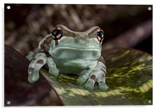 Amazon Milk Frog Acrylic by Val Saxby LRPS