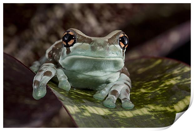 Amazon Milk Frog Print by Val Saxby LRPS