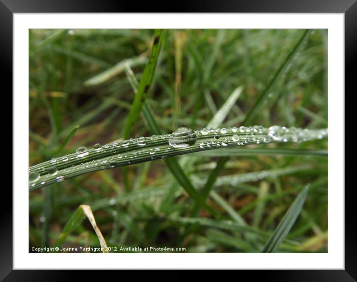 Water droplet on a blade of grass Framed Mounted Print by Joanne Partington