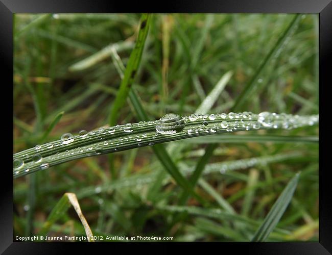 Water droplet on a blade of grass Framed Print by Joanne Partington