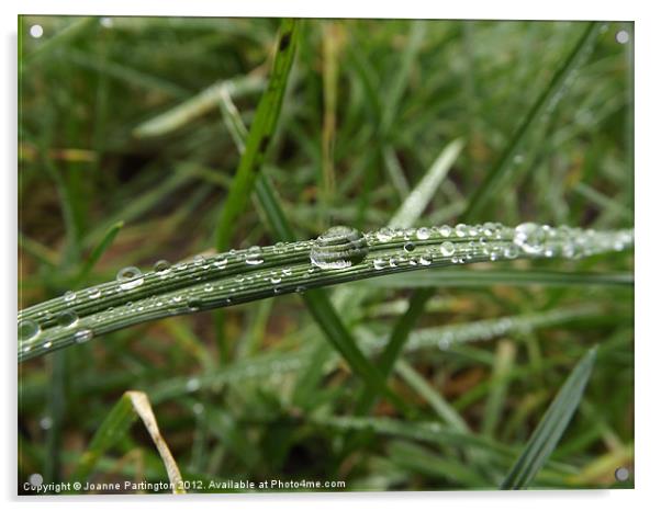 Water droplet on a blade of grass Acrylic by Joanne Partington