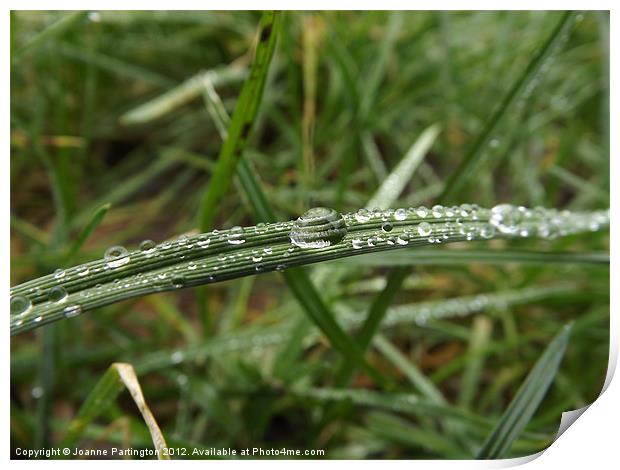 Water droplet on a blade of grass Print by Joanne Partington
