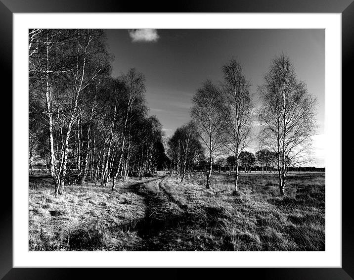 Strensall Common birch trees Framed Mounted Print by Robert Gipson
