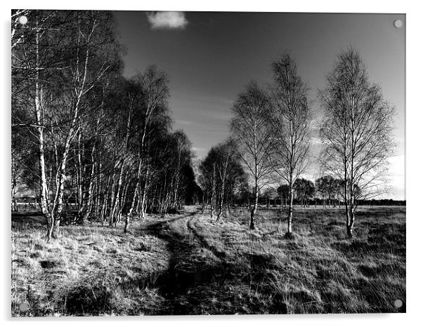 Strensall Common birch trees Acrylic by Robert Gipson