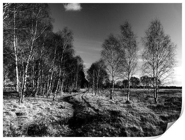 Strensall Common birch trees Print by Robert Gipson