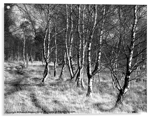 Birch trees on Strensall Common Acrylic by Robert Gipson