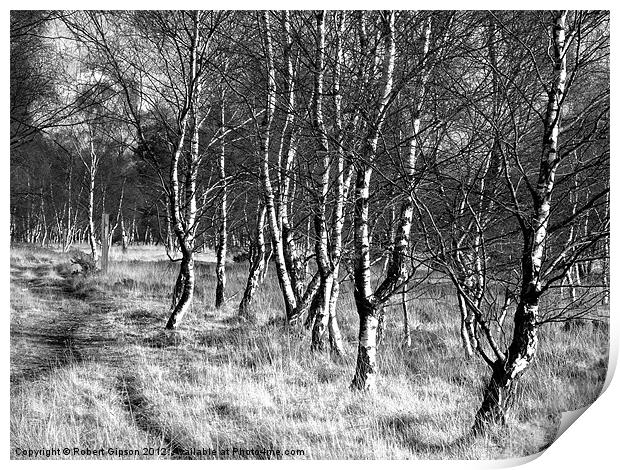 Birch trees on Strensall Common Print by Robert Gipson