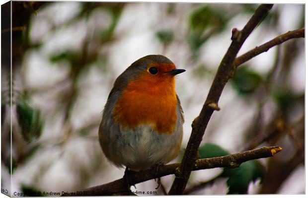 Red Red Robin Canvas Print by Andrew Driver
