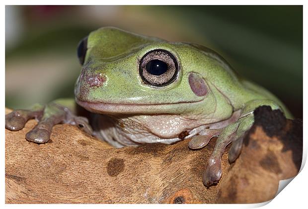 Whites Tree Frog Print by Val Saxby LRPS