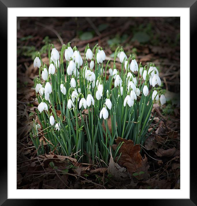 First Snowdrops (Galanthus) Framed Mounted Print by Sandi-Cockayne ADPS