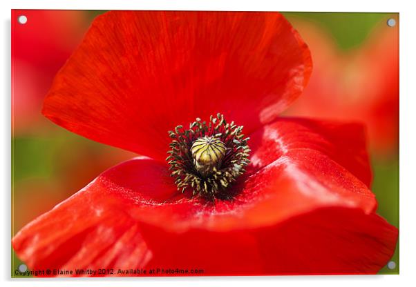 Wild Poppy Acrylic by Elaine Whitby