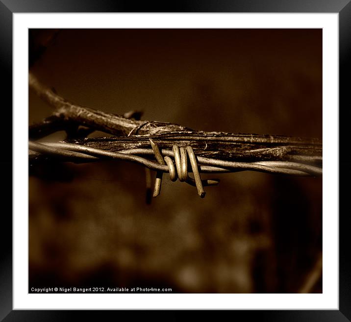 Barbed Wire Framed Mounted Print by Nigel Bangert
