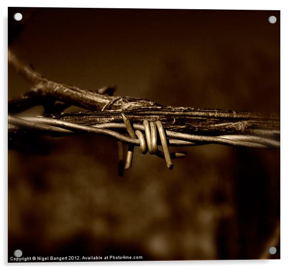 Barbed Wire Acrylic by Nigel Bangert