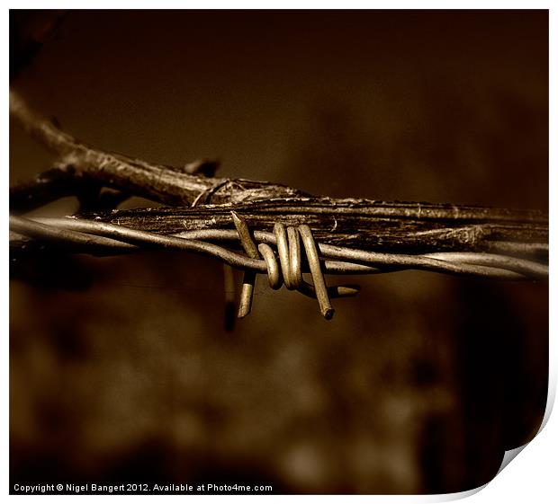 Barbed Wire Print by Nigel Bangert