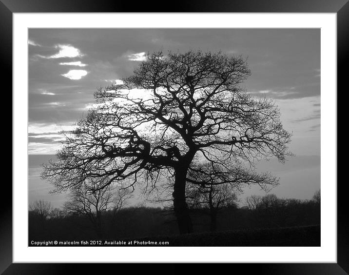 B&W TREE SILHOUETTE Framed Mounted Print by malcolm fish