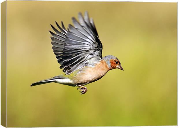 Male Chaffinch Canvas Print by Grant Glendinning
