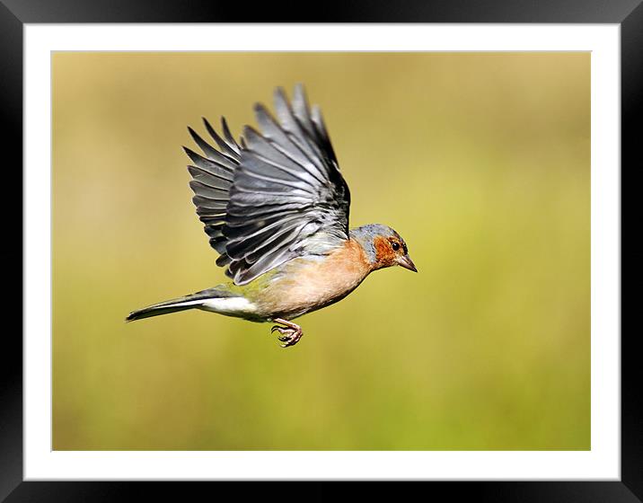Male Chaffinch Framed Mounted Print by Grant Glendinning