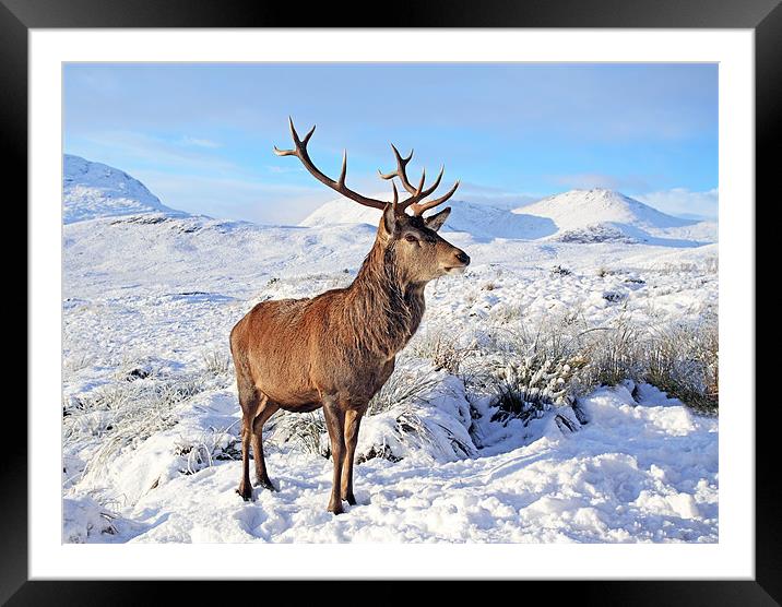 Deer Stag in snow Framed Mounted Print by Grant Glendinning