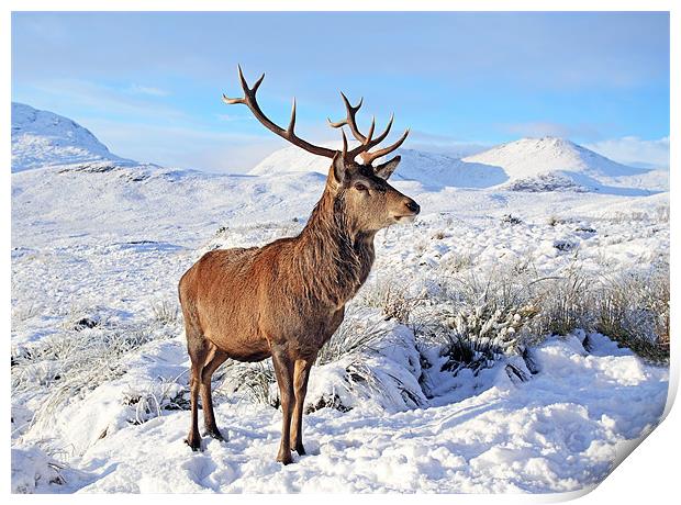 Deer Stag in snow Print by Grant Glendinning