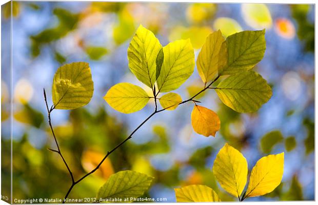 Sunlit Autumn Leaves Canvas Print by Natalie Kinnear