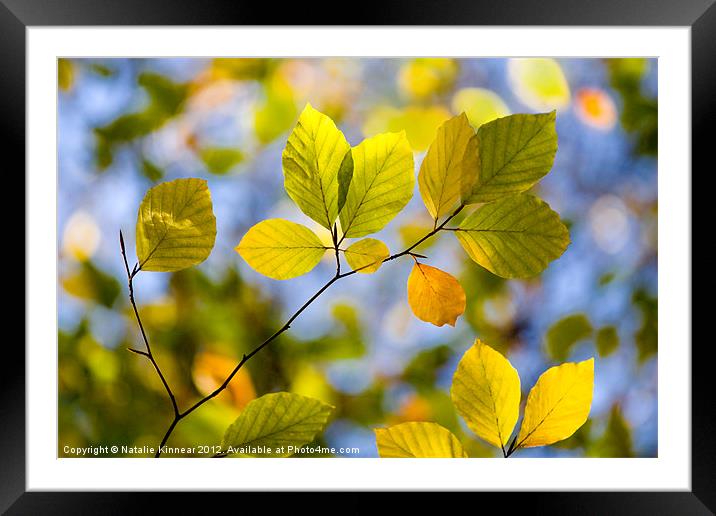 Sunlit Autumn Leaves Framed Mounted Print by Natalie Kinnear