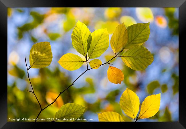 Sunlit Autumn Leaves Framed Print by Natalie Kinnear