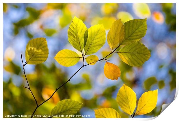 Sunlit Autumn Leaves Print by Natalie Kinnear