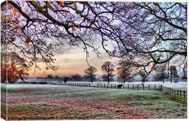 Frosty Morning Canvas Print by Alison Streets