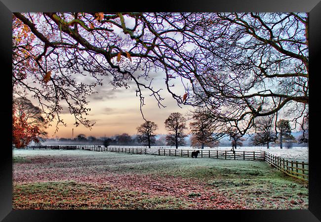 Frosty Morning Framed Print by Alison Streets