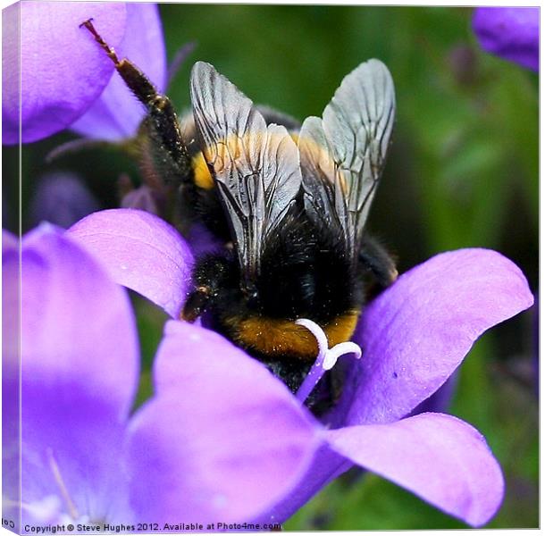 Purple Busy Bumble Bee macro Canvas Print by Steve Hughes
