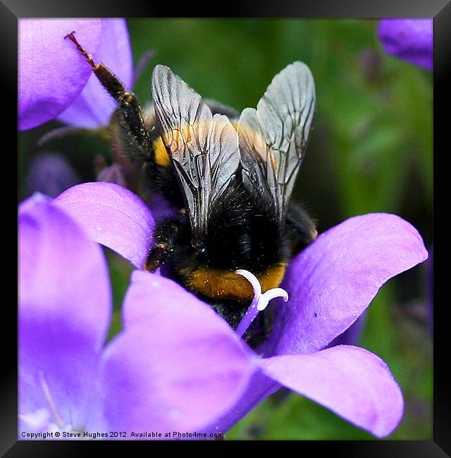 Purple Busy Bumble Bee macro Framed Print by Steve Hughes