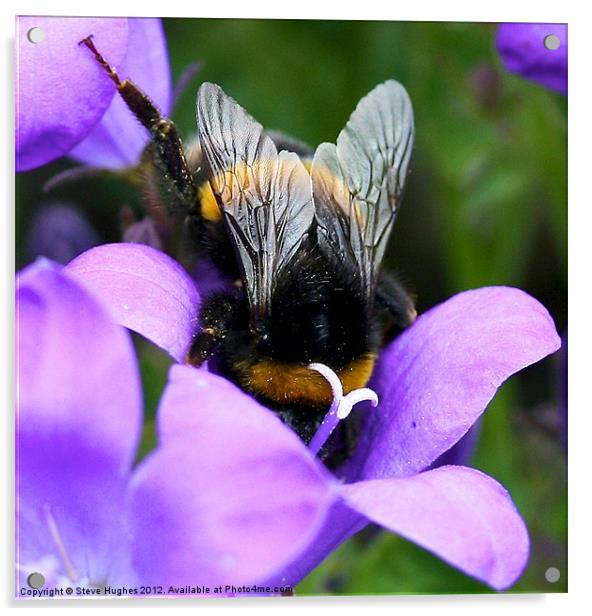 Purple Busy Bumble Bee macro Acrylic by Steve Hughes