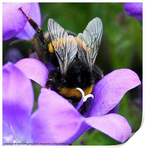Purple Busy Bumble Bee macro Print by Steve Hughes