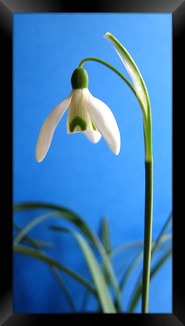 Snowdrop Framed Print by Linda More