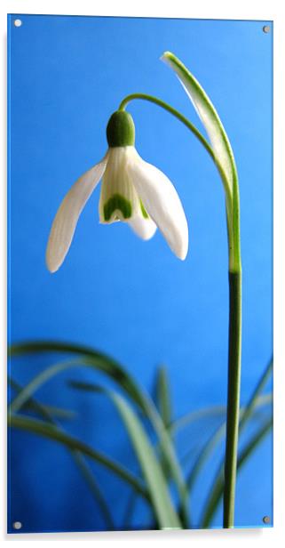 Snowdrop Acrylic by Linda More