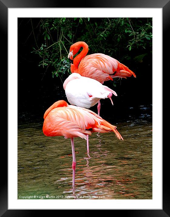 The Three Flamingos Framed Mounted Print by Karen Martin