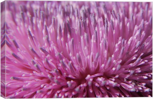 Canadian Thistle Blossom Canvas Print by Daryl Hill