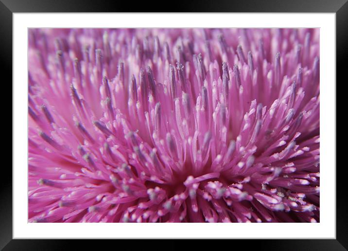 Canadian Thistle Blossom Framed Mounted Print by Daryl Hill
