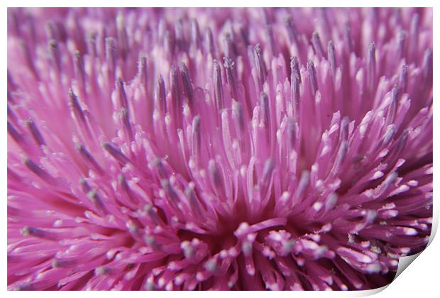Canadian Thistle Blossom Print by Daryl Hill