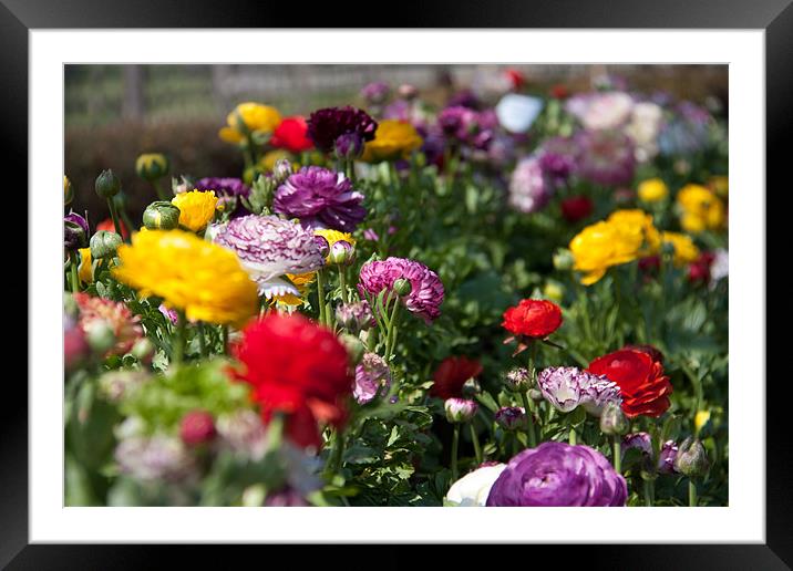 summer flowers Framed Mounted Print by Gail Johnson