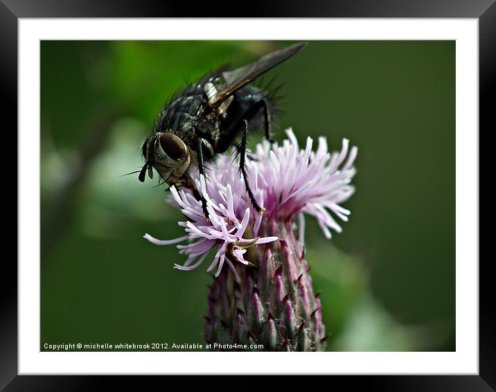 Fly on a Thistle Framed Mounted Print by michelle whitebrook
