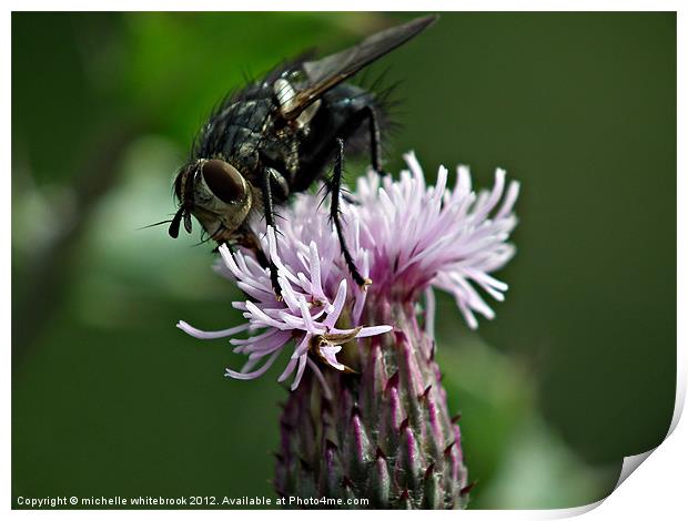 Fly on a Thistle Print by michelle whitebrook