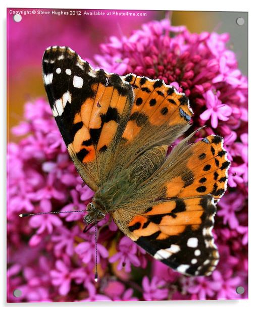 Painted Lady Butterfly Acrylic by Steve Hughes