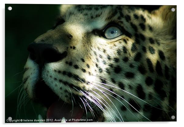 leopard eyes Acrylic by helene duerden