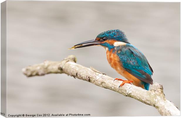 Kingfisher (Alcedo atthis), male with a captured f Canvas Print by George Cox