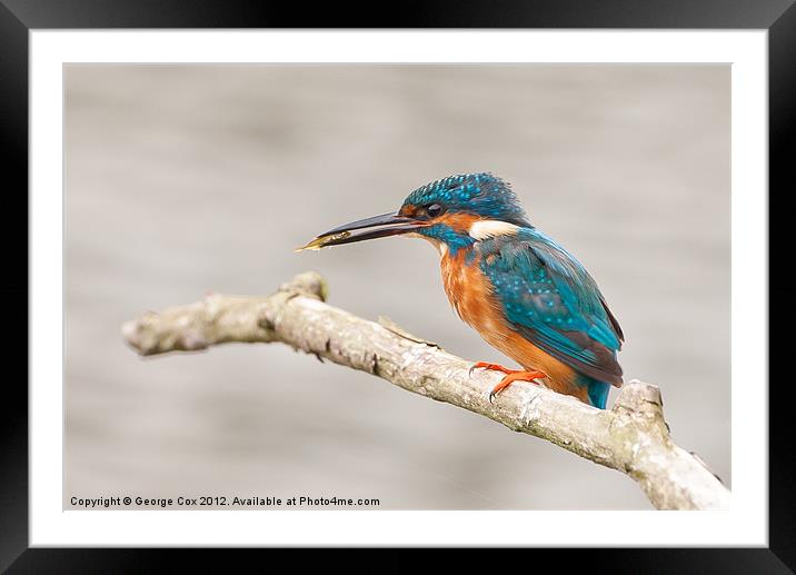 Kingfisher (Alcedo atthis), male with a captured f Framed Mounted Print by George Cox
